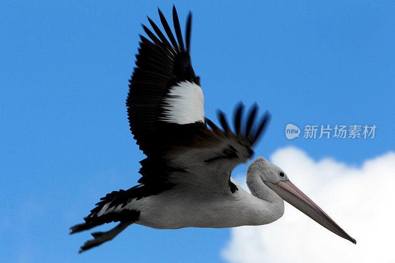 鹈鹕(Pelecanus conspicillatus)